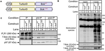 Identification of the Bok Interactome Using Proximity Labeling